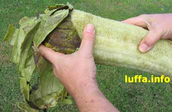 Removing skin from Loofah