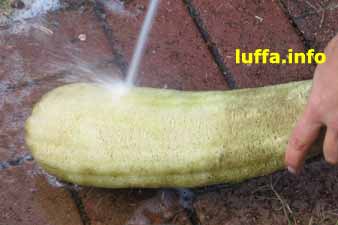 Spraying loofah with hose