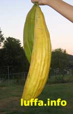 A different Luffa variety