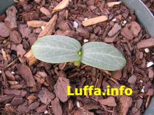 Luffa seedling